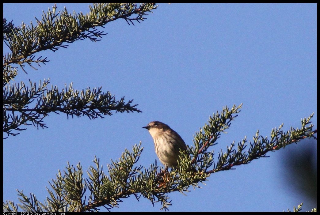 0101-154832-03.jpg - Yellow-rumped Warbler