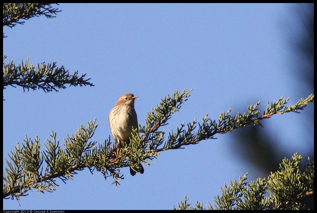 0101-154834-05.jpg - Yellow-rumped Warbler