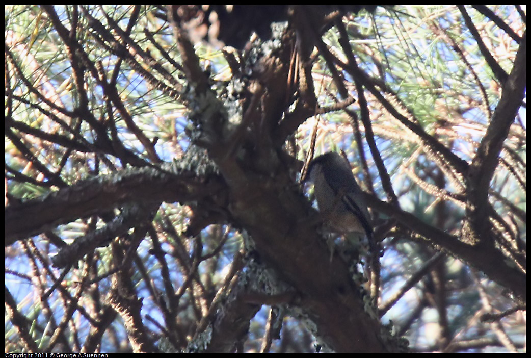 0101-154946-02.jpg - Pygmy Nuthatch