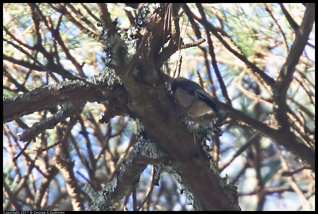 0101-154948-05.jpg - Pygmy Nuthatch