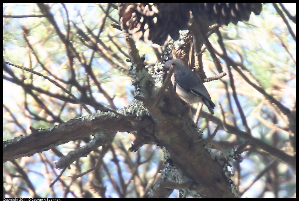 0101-154950-01.jpg - Pygmy Nuthatch