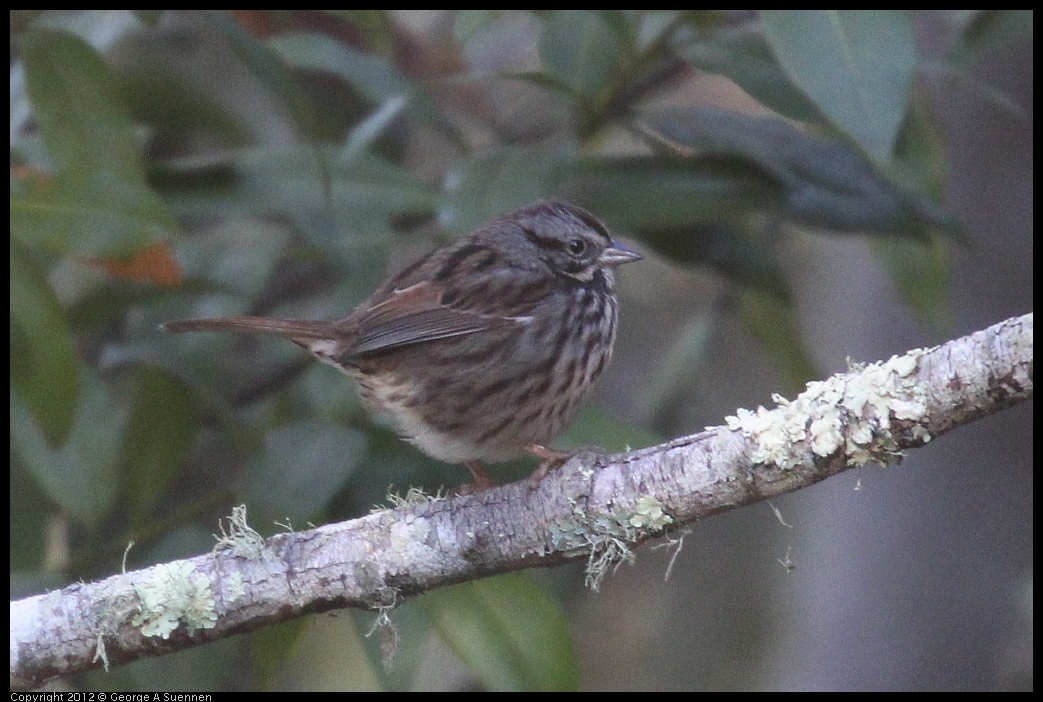 0105-092421-01.jpg - Song Sparrow