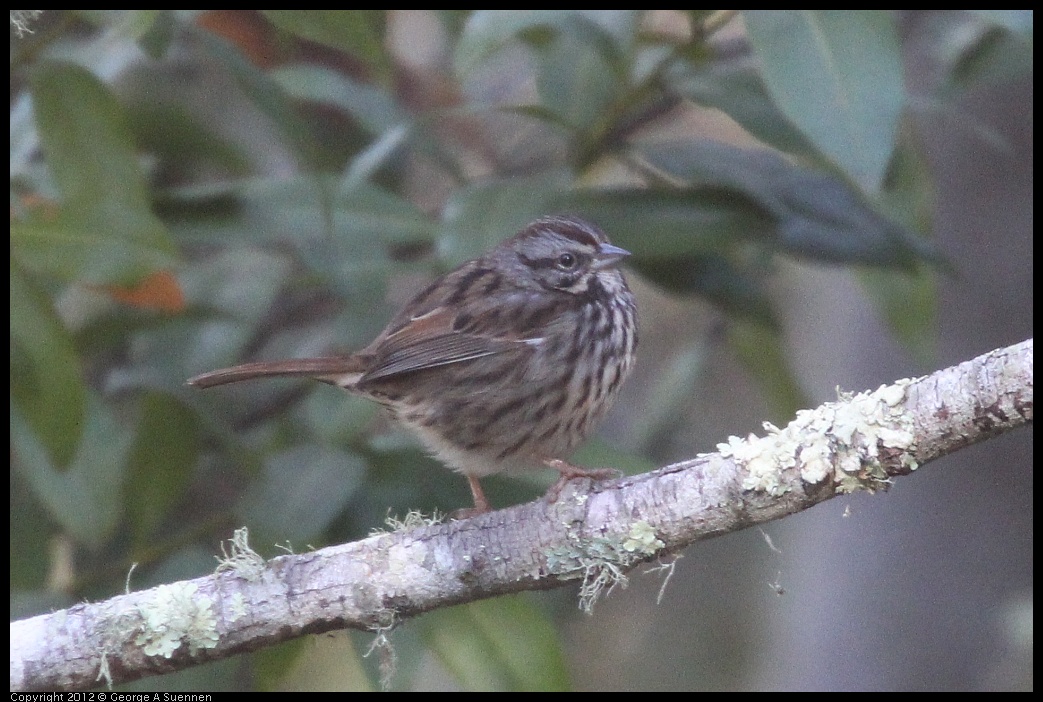 0105-092425-01.jpg - Song Sparrow