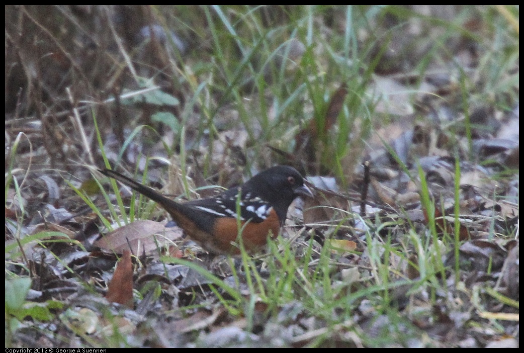 0105-092726-01.jpg - Spotted Towhee