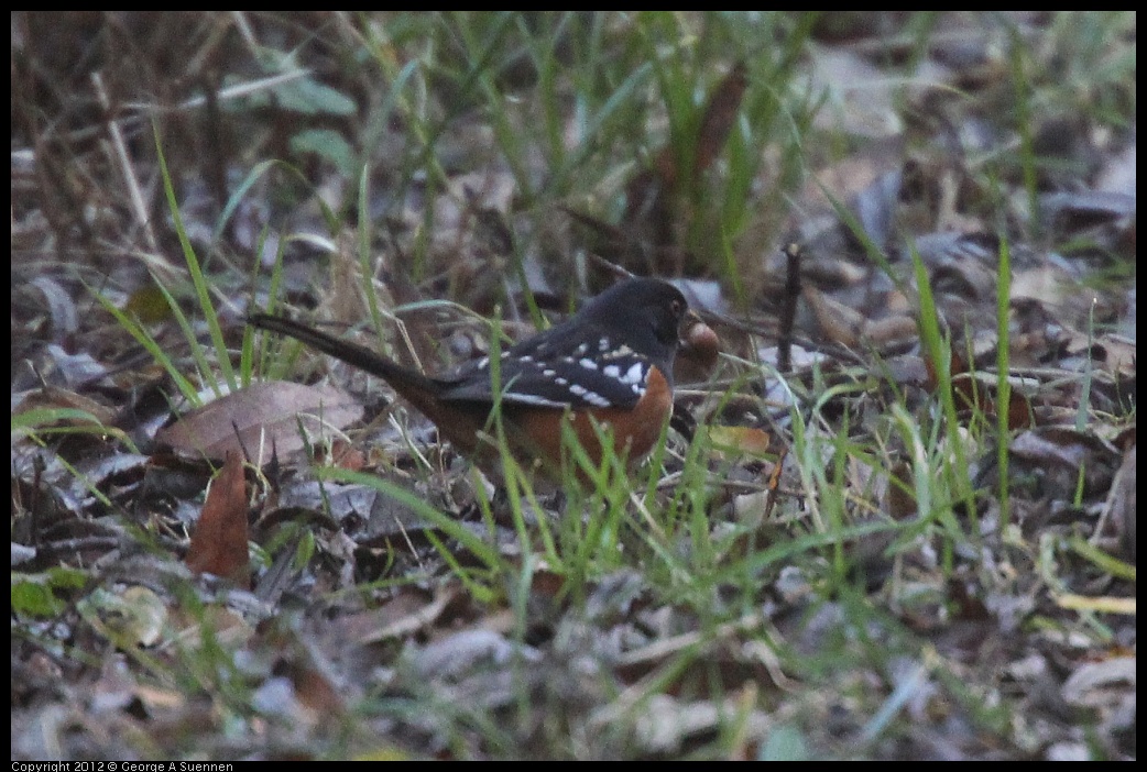 0105-092727-02.jpg - Spotted Towhee