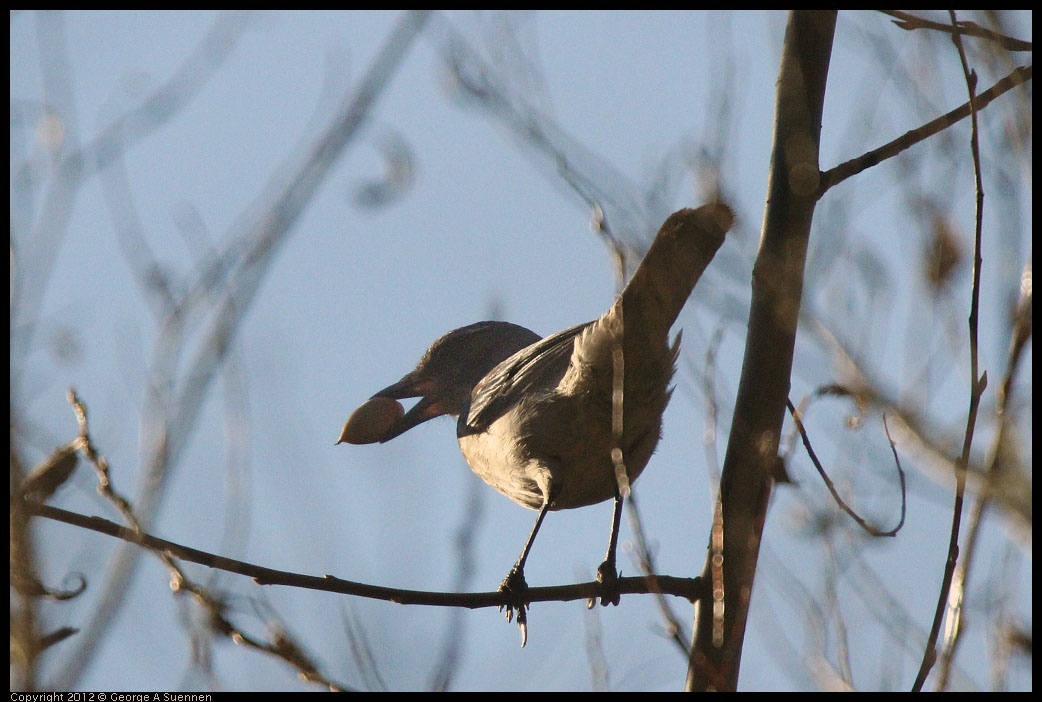 0105-093153-01.jpg - Scrub Jay