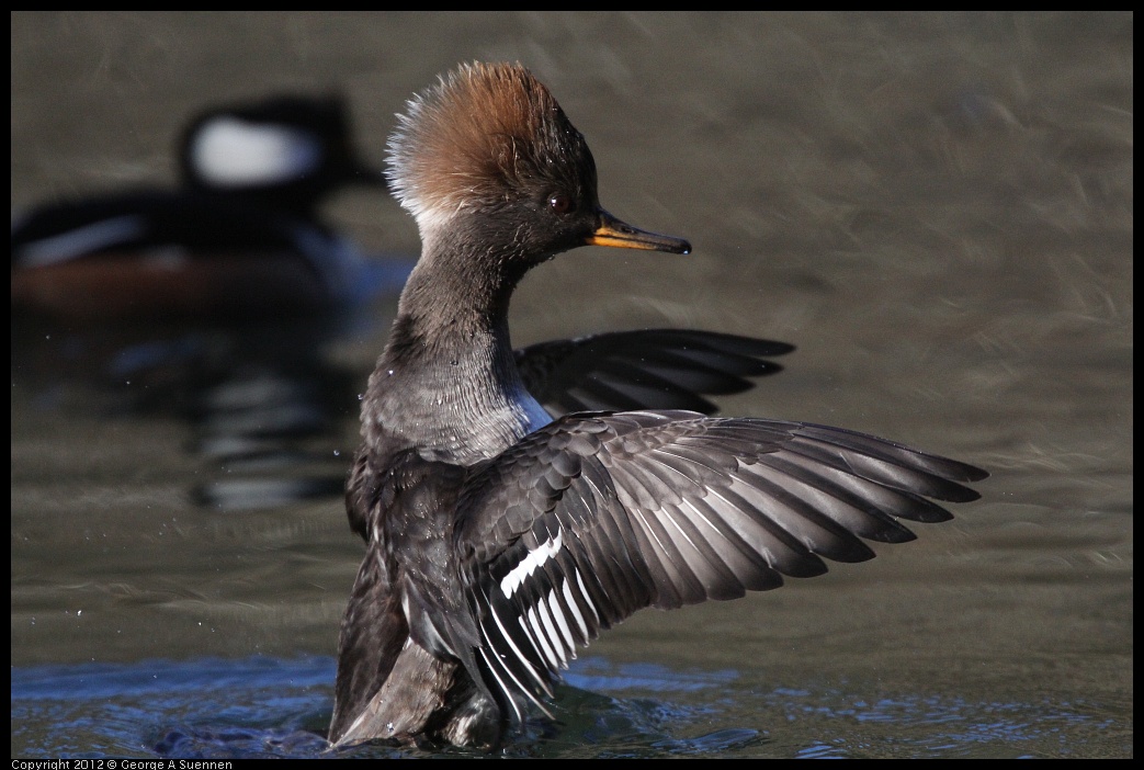 0105-093420-02.jpg - Hooded Merganser