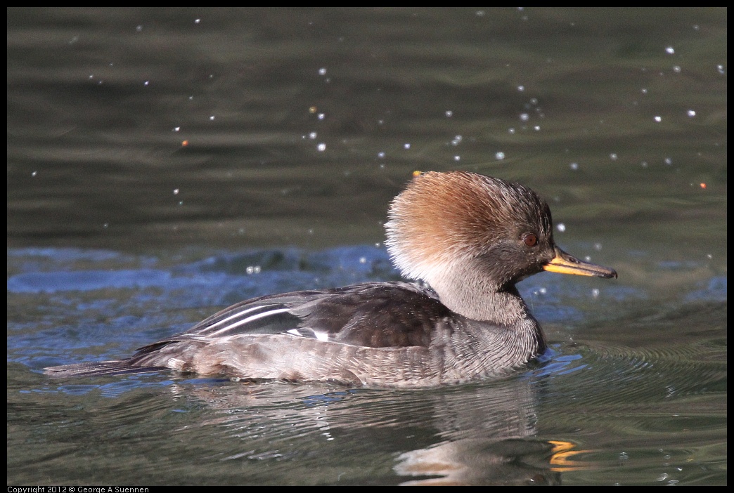 0105-093437-03.jpg - Hooded Merganser