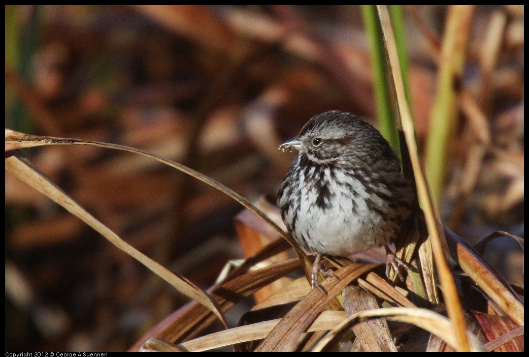 0105-093616-01.jpg - Song Sparrow