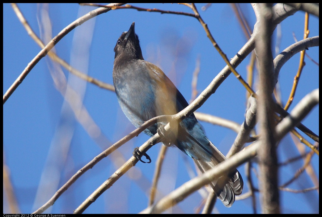 0105-094111-01.jpg - Stellar Jay