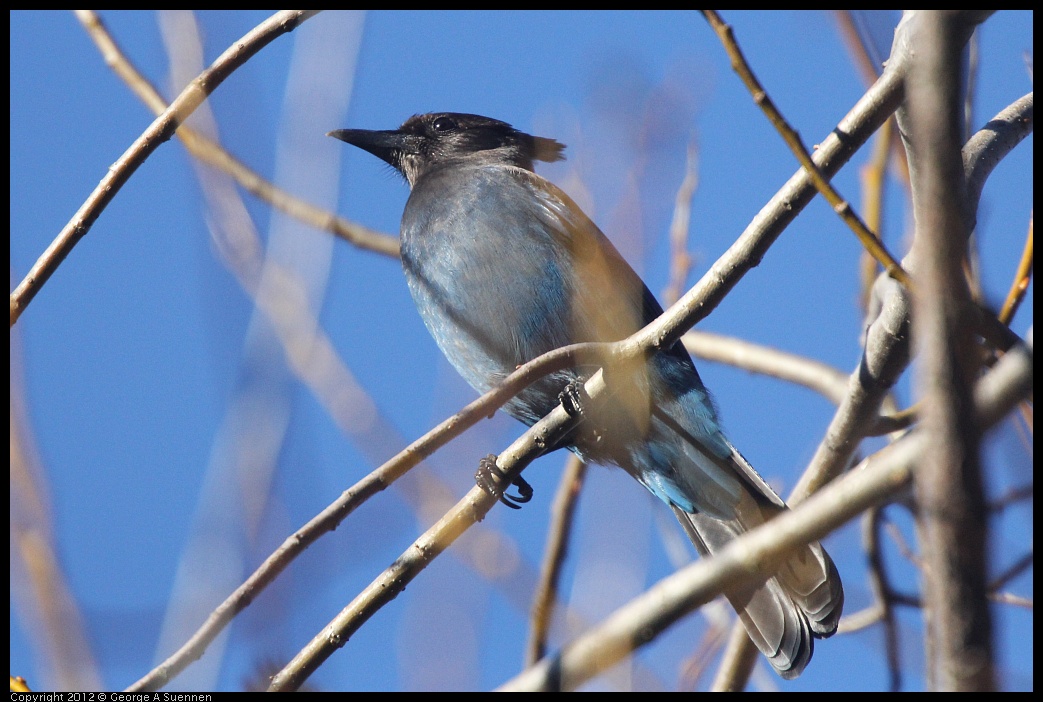 0105-094112-05.jpg - Stellar Jay