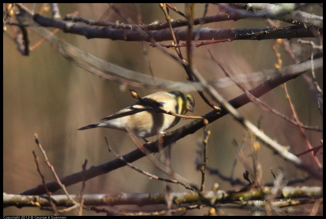 0105-094353-03.jpg - American Goldfinch