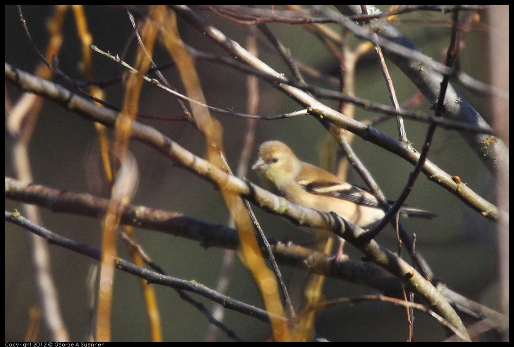 0105-094437-01.jpg - American Goldfinch