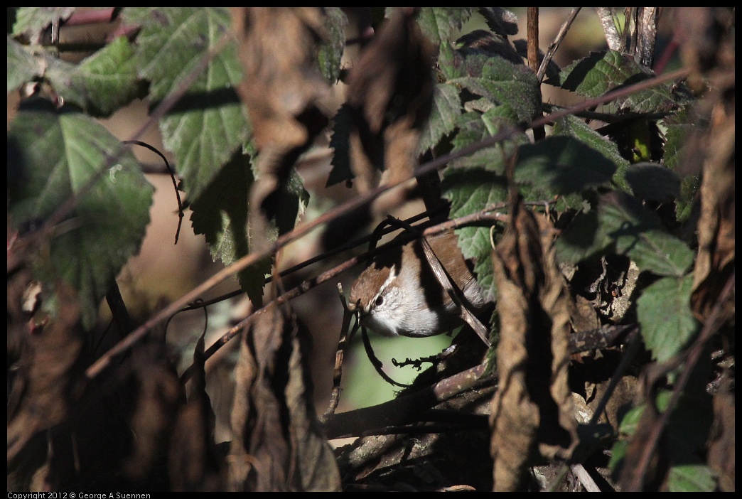 0105-095628-04.jpg - Bewick's Wren