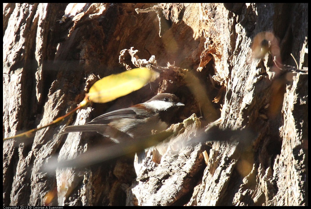 0105-100051-02.jpg - Chestnut-backed Chickadee