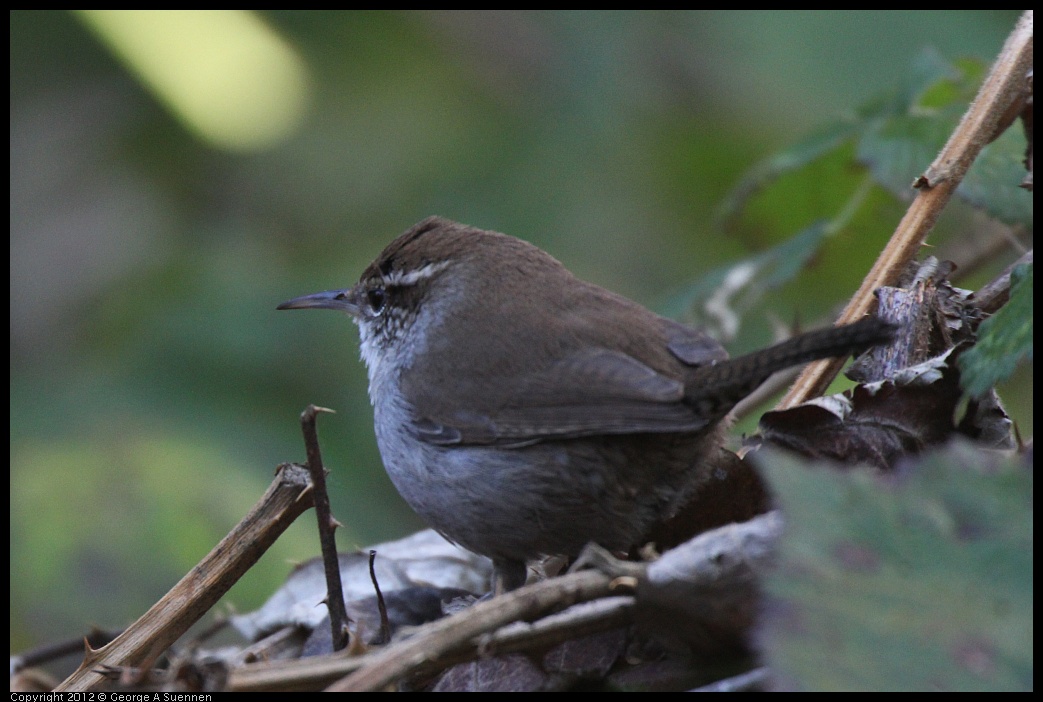 0105-100225-03.jpg - Bewick's Wren