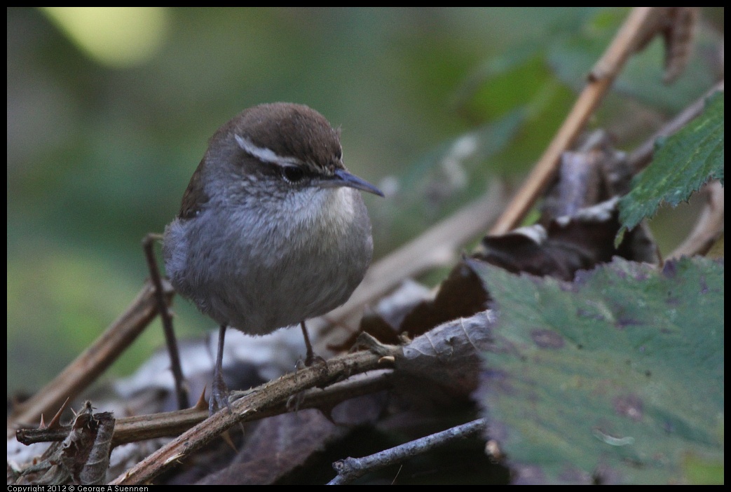 0105-100226-04.jpg - Bewick's Wren