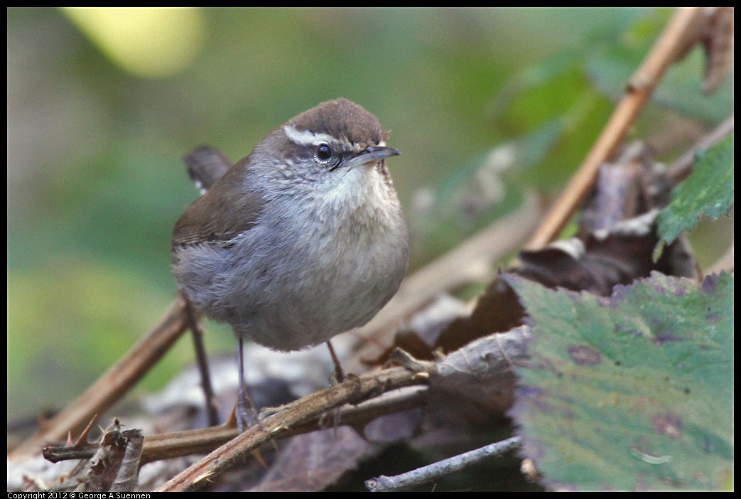 0105-100227-02.jpg - Bewick's Wren