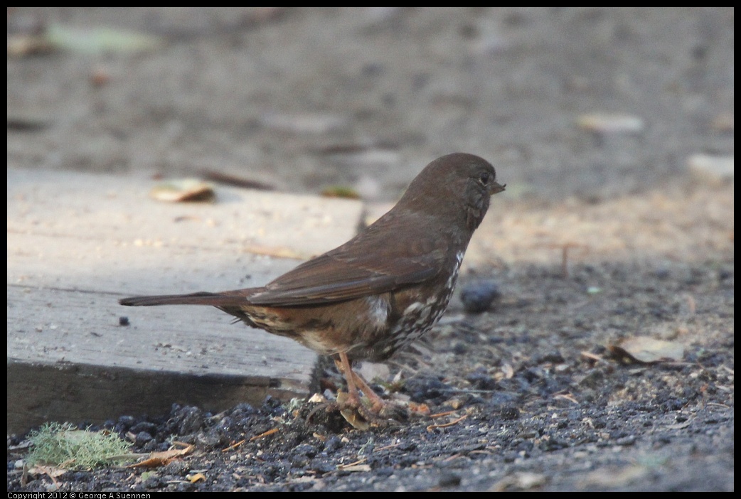 0105-100505-01.jpg - Fox Sparrow