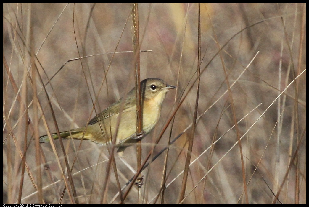 0108-125151-04.jpg - Female Common Yellowthroat