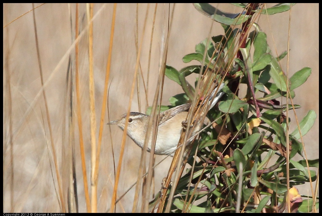 0108-125749-02.jpg - Marsh Wren