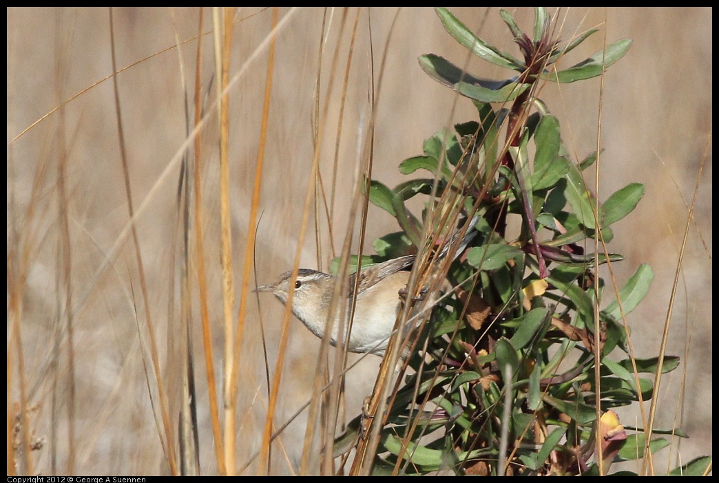 0108-125749-03.jpg - Marsh Wren