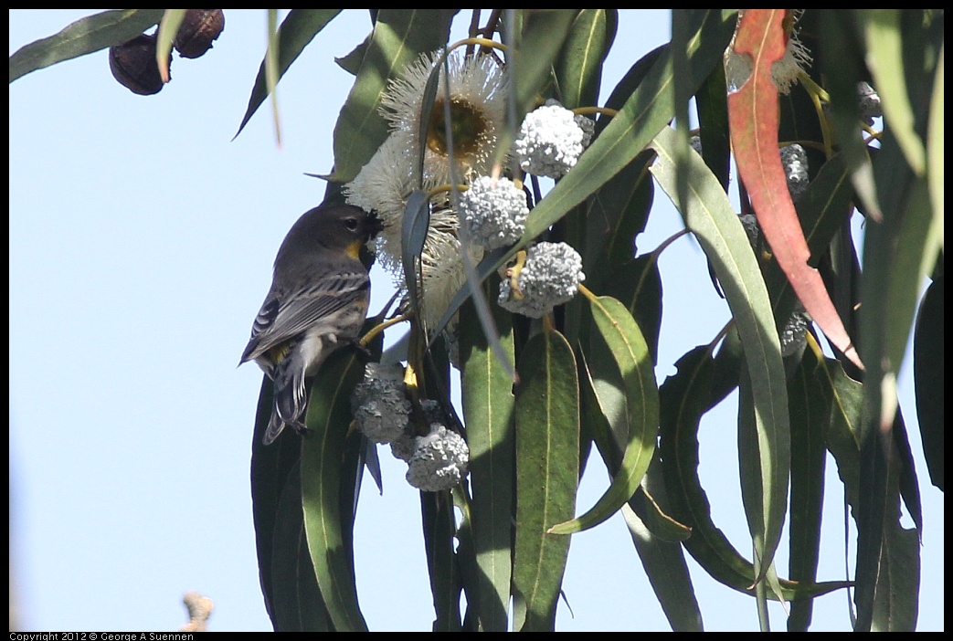 0108-133339-01.jpg - Yellow-rumped Warbler