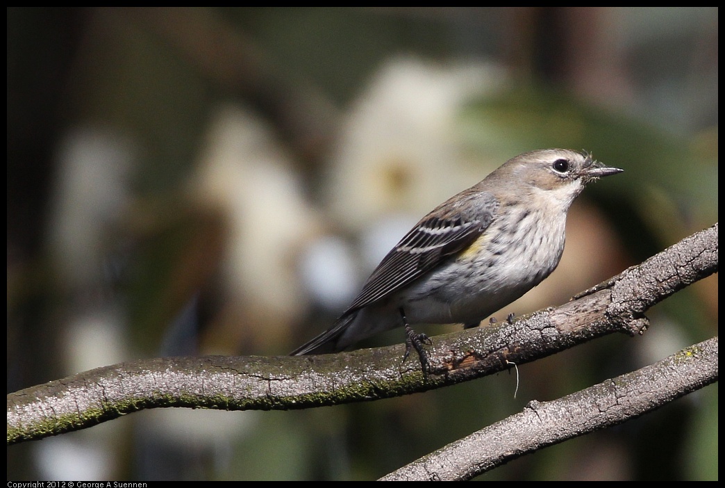 0108-134111-01.jpg - Yellow-rumped Warbler