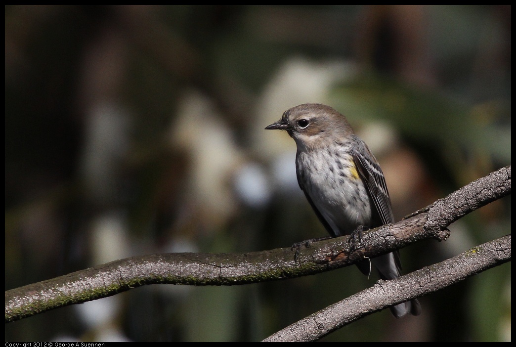 0108-134113-02.jpg - Yellow-rumped Warbler