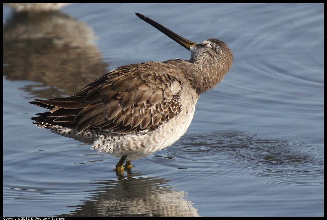 0108-135444-01.jpg - Short-billed Dowitcher