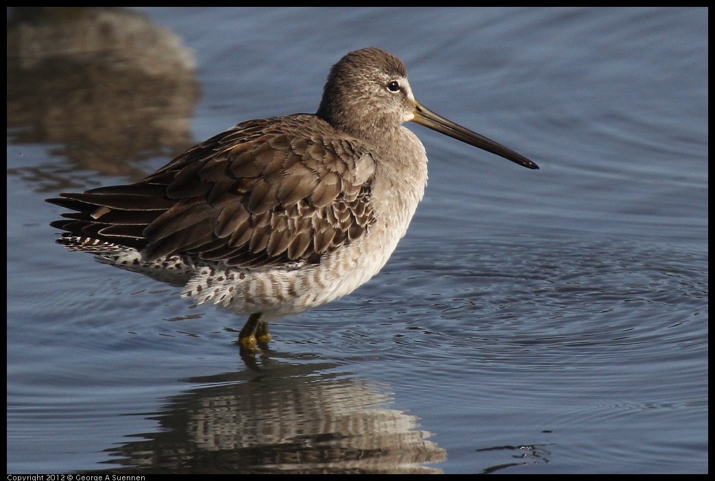 0108-135444-02.jpg - Short-billed Dowitcher