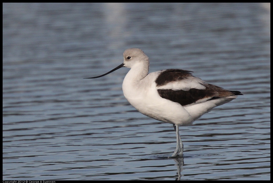 0108-135536-04.jpg - American Avocet