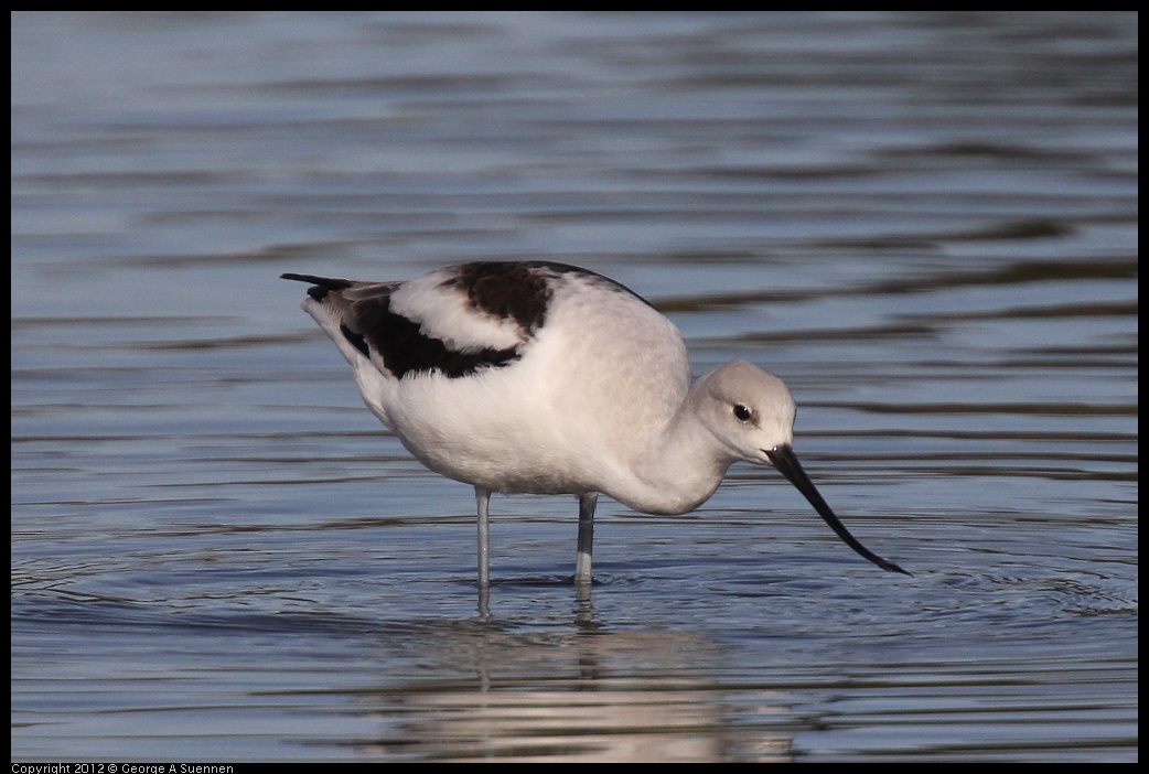 0108-135713-02.jpg - American Avocet