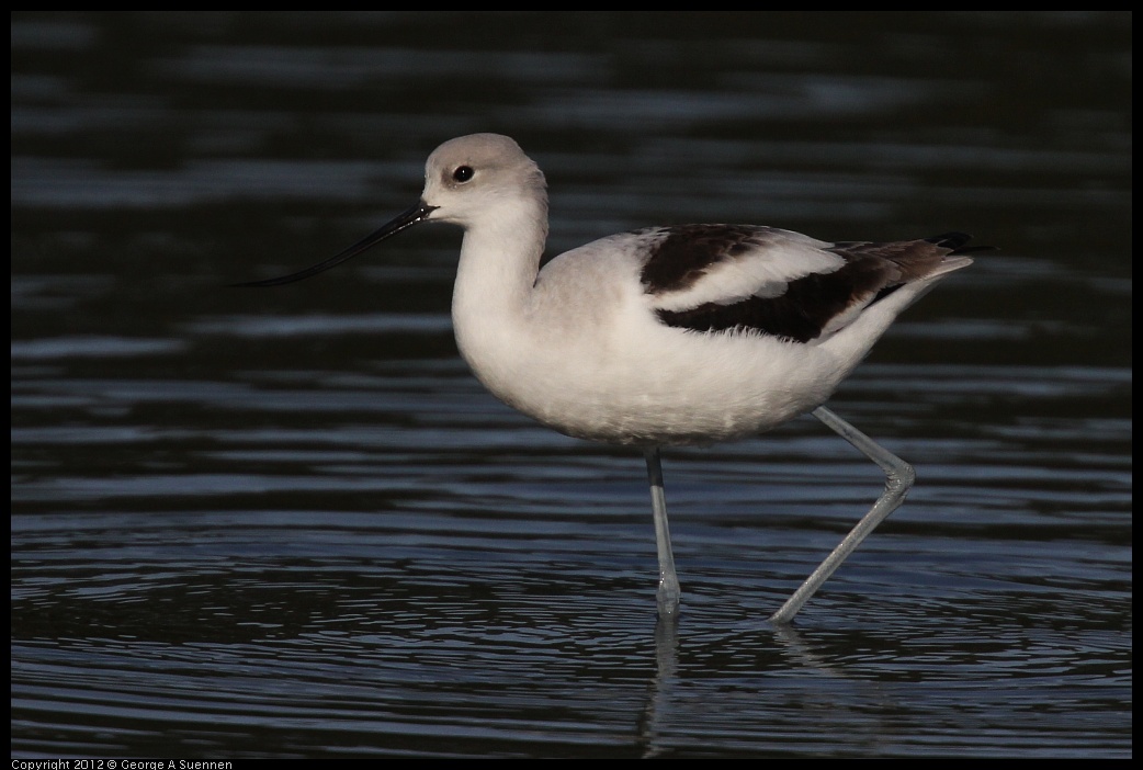 0108-135830-03.jpg - American Avocet