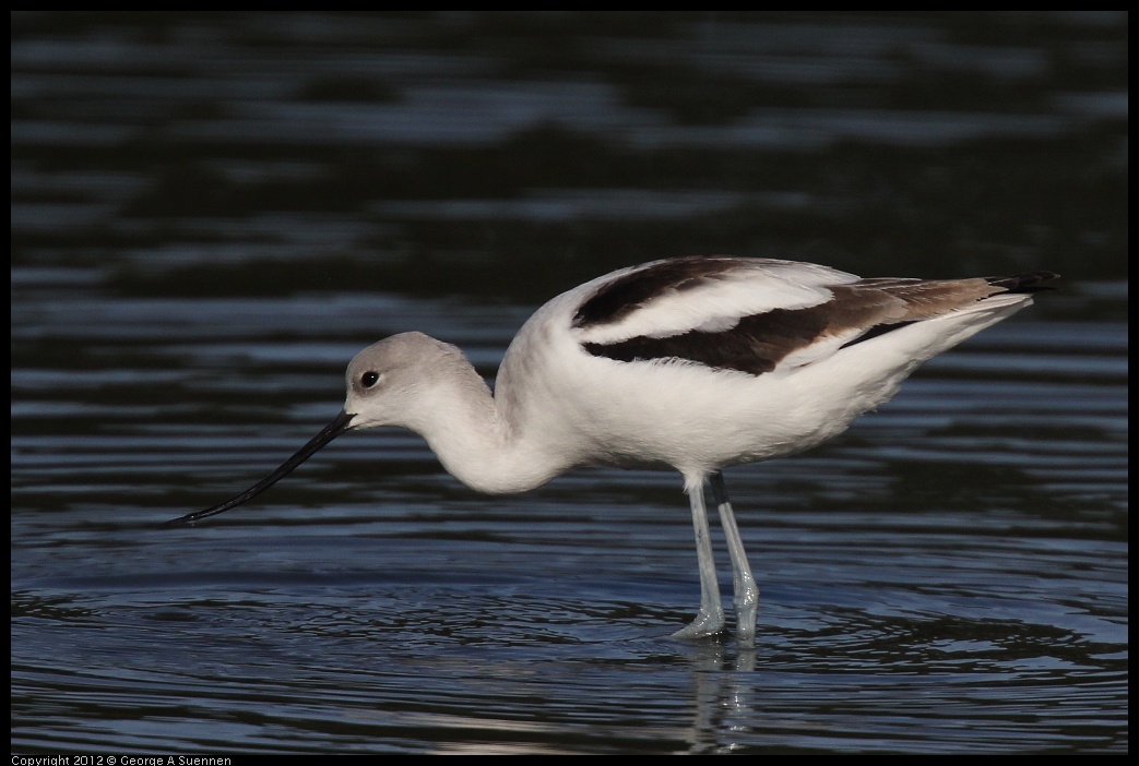 0108-135833-01.jpg - American Avocet