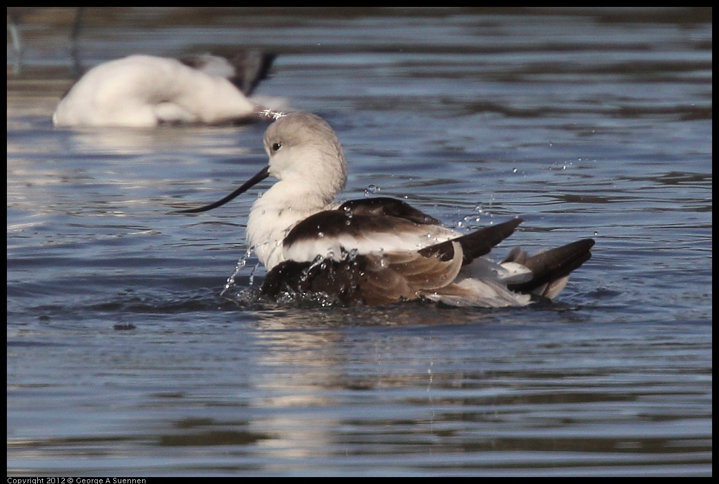 0108-140122-02.jpg - American Avocet