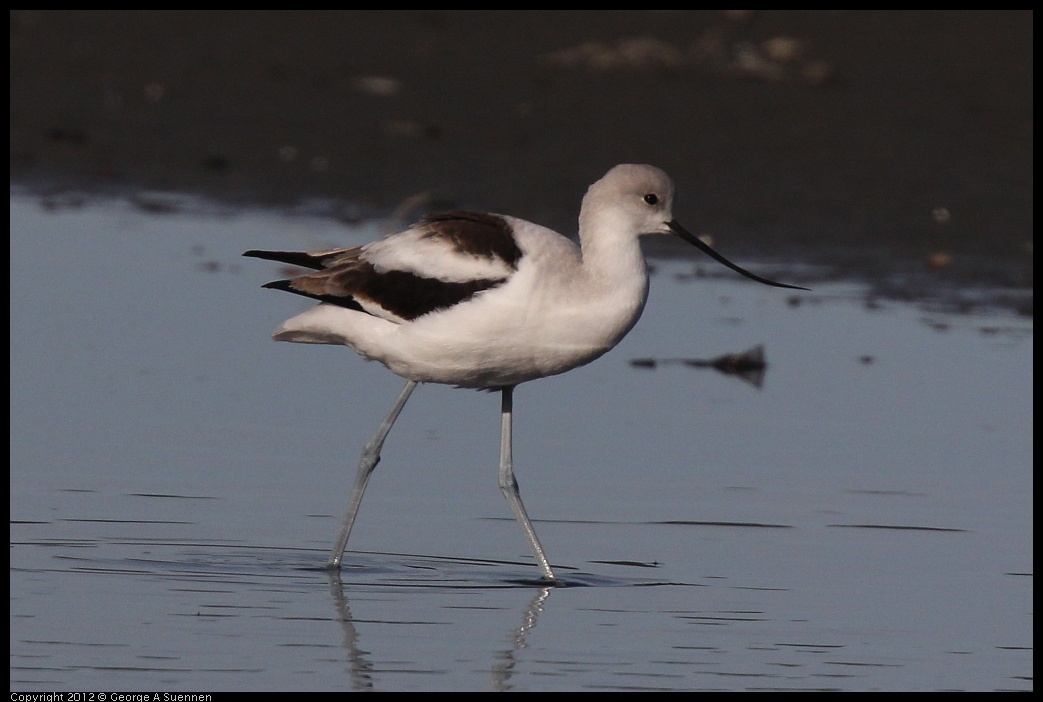 0108-140618-02.jpg - American Avocet