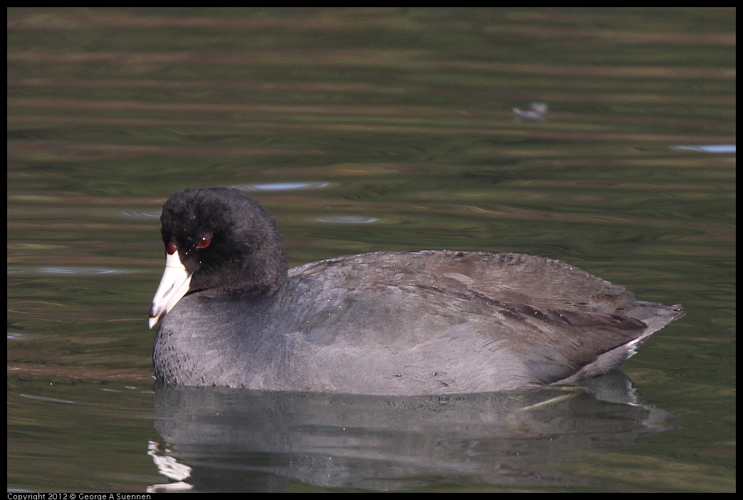 0108-141010-04.jpg - American Coot