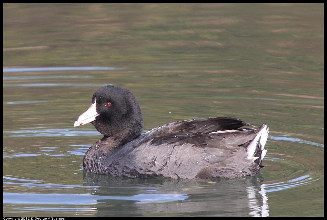 0108-141019-01.jpg - American Coot