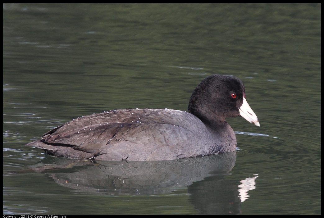 0108-141025-02.jpg - American Coot