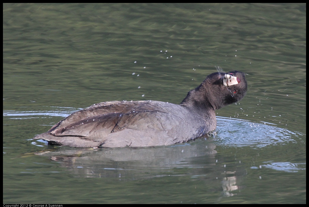 0108-141028-01.jpg - American Coot