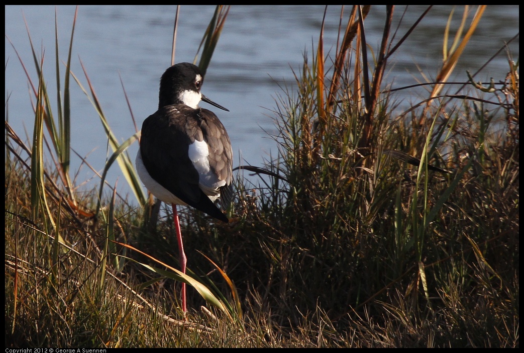 0108-141241-02.jpg - Black-necked Stilt