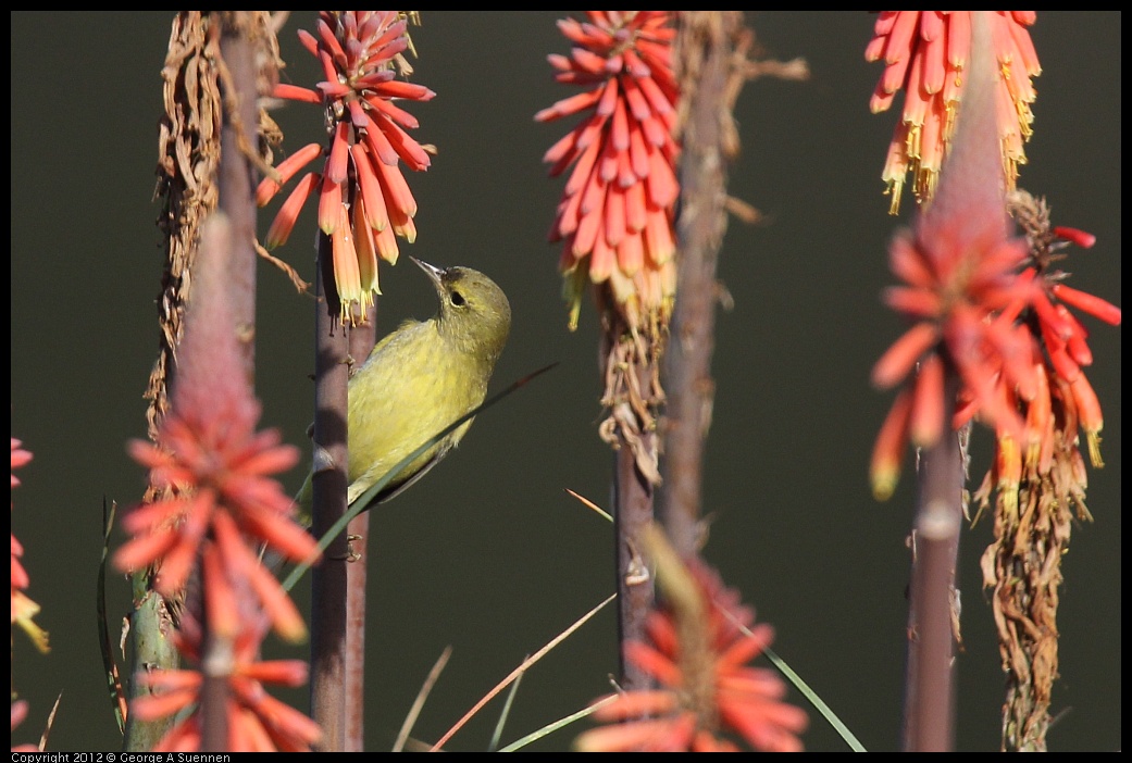 0108-141509-01.jpg - Orange-crowned Warbler