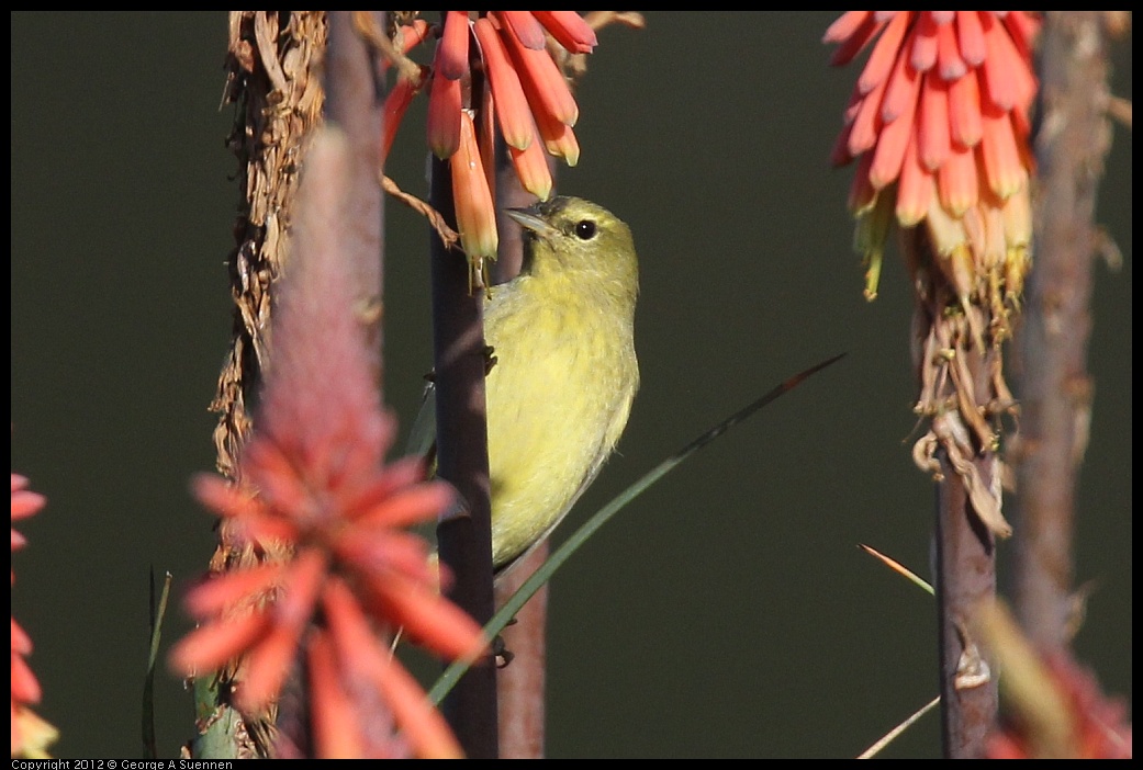 0108-141510-03.jpg - Orange-crowned Warbler