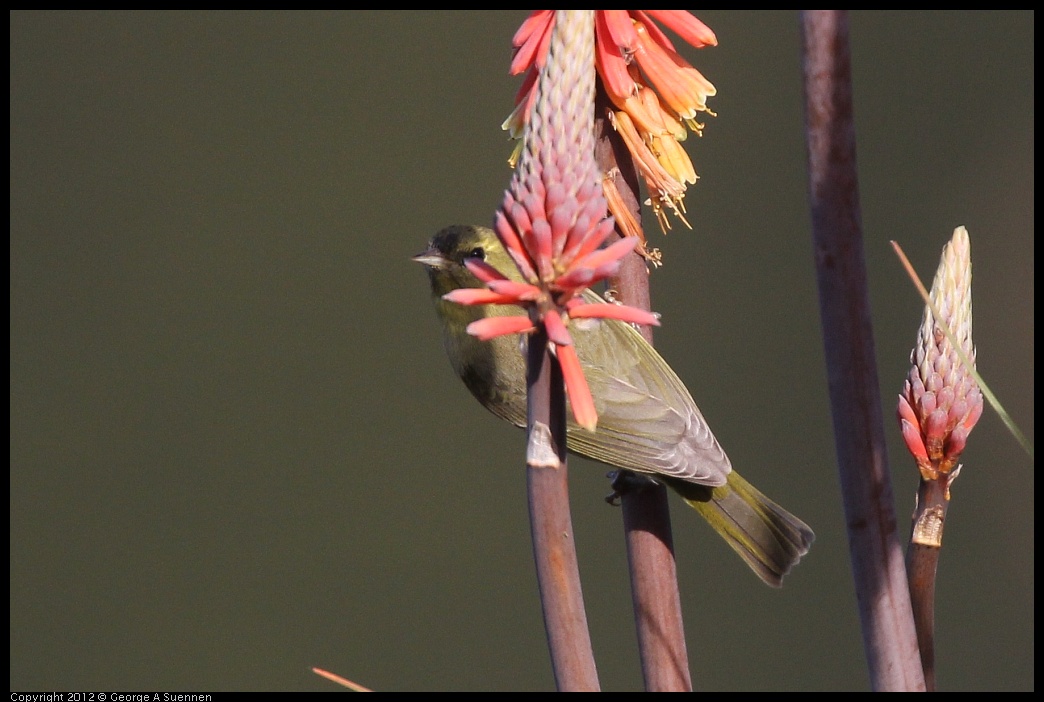 0108-141521-03.jpg - Orange-crowned Warbler