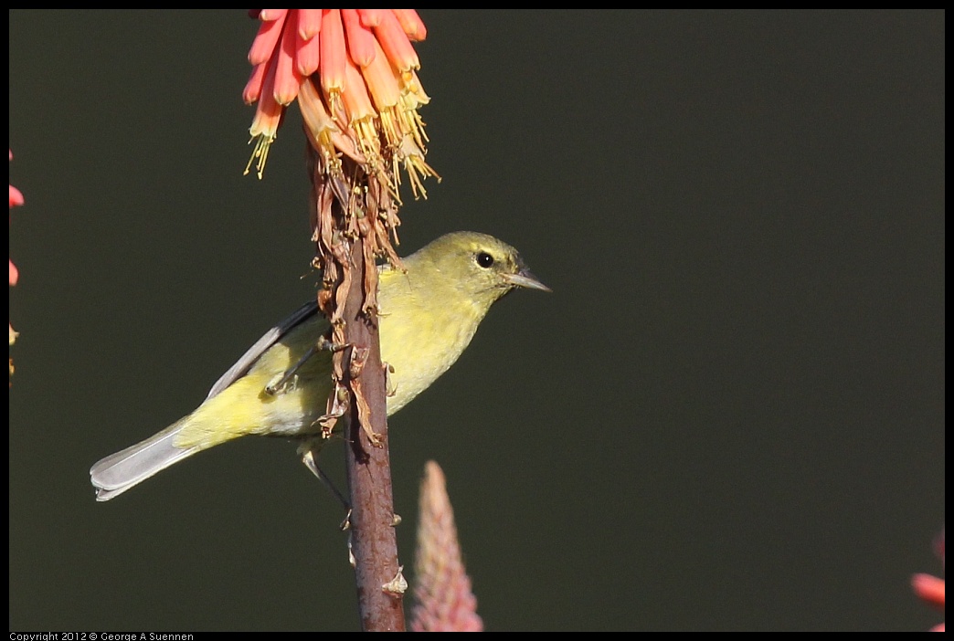 0108-141527-02.jpg - Orange-crowned Warbler