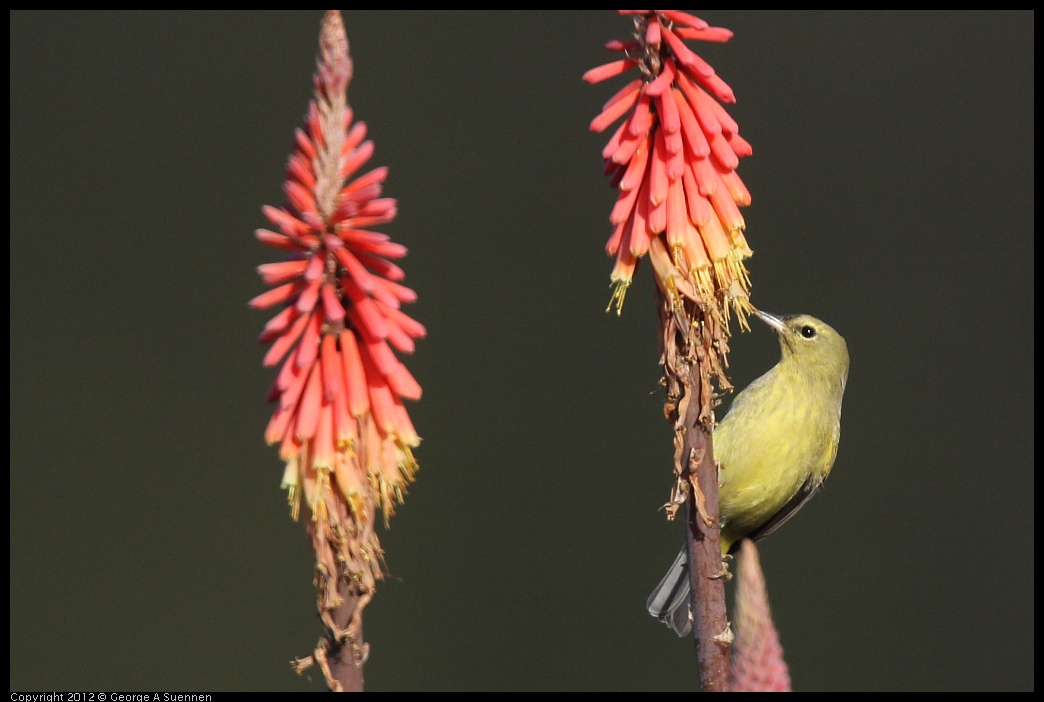 0108-141528-02.jpg - Orange-crowned Warbler