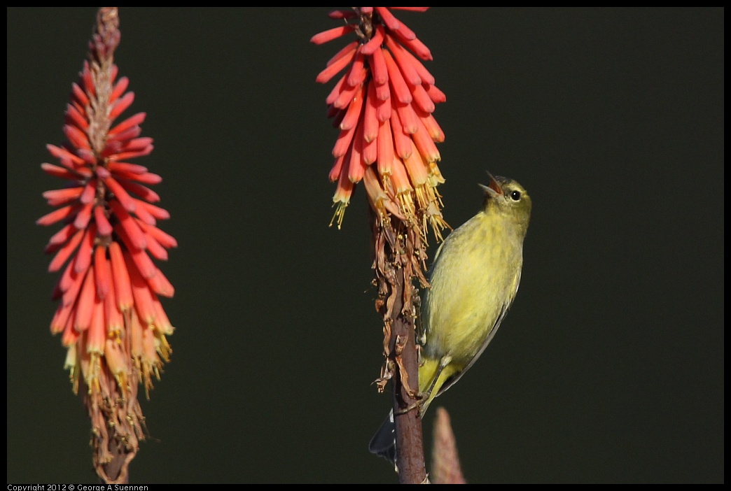 0108-141532-03.jpg - Orange-crowned Warbler