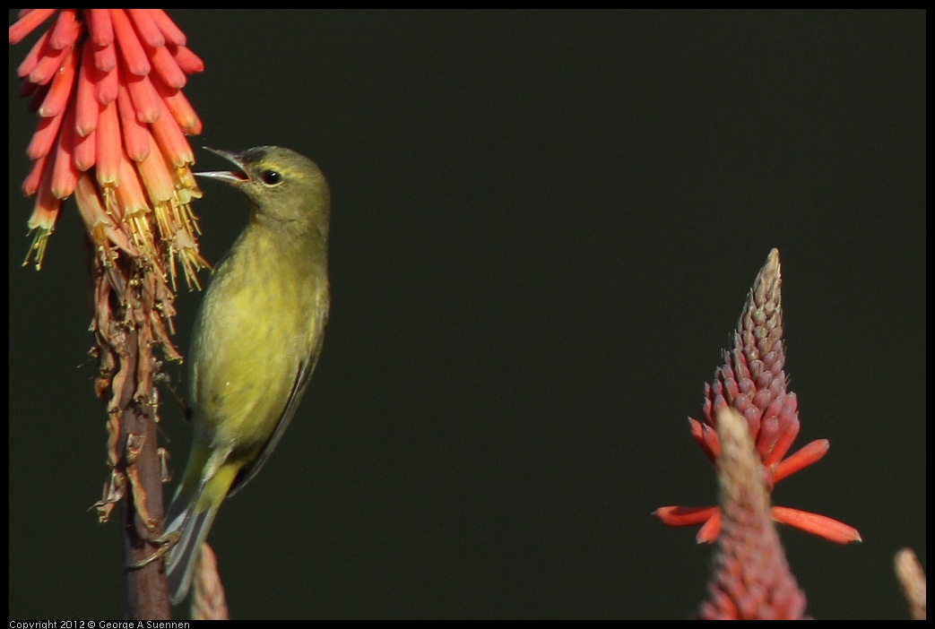 0108-141535-01.jpg - Orange-crowned Warbler