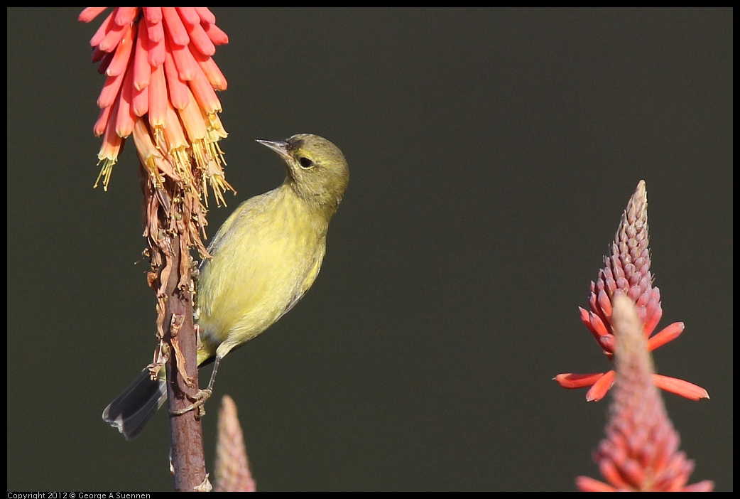 0108-141537-01.jpg - Orange-crowned Warbler